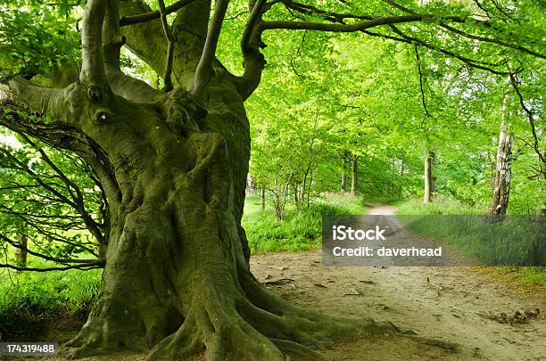Ancient Tree Stock Photo - Download Image Now - Deciduous Tree, England, Environment
