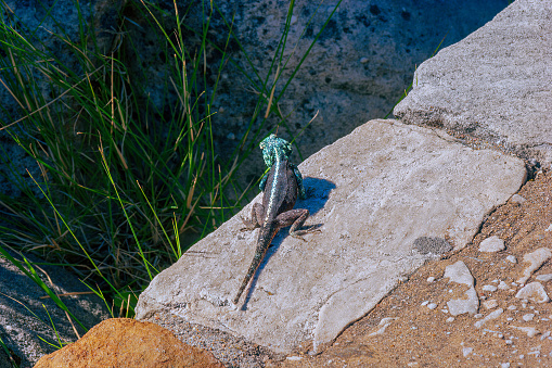 A male Southern Agama Atra lizard, recognisable by the bright blue coloration of its head. It is enjoying the sunshine on Table Mountain National Park