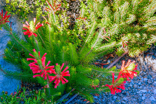Wild flowers growing on the rocky terrain of Table Mountain in the Table Mountain National Park in Cape Town, South Africa.