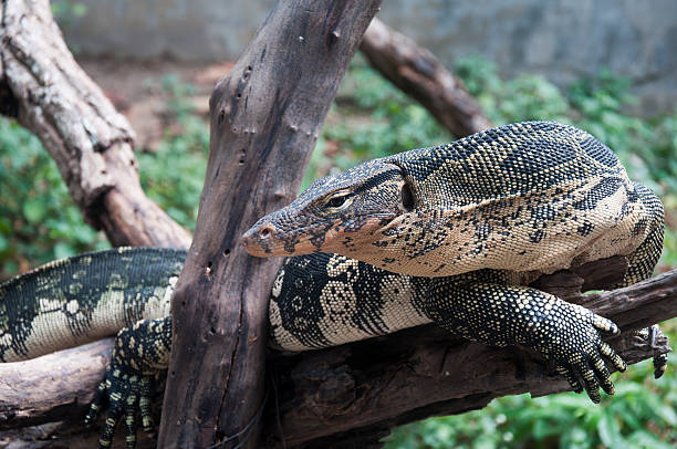 istock Water monitor 174321532