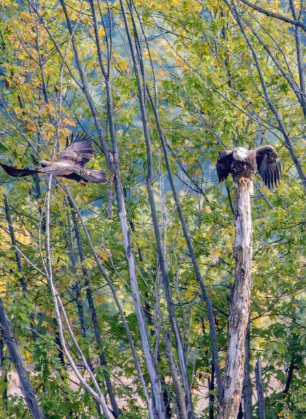 istock Birding and Hiking 1743221229