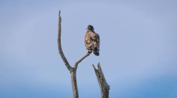 istock Birding and Hiking 1743221703