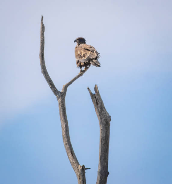 istock Birding and Hiking 1743221746