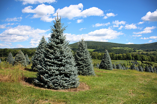 blue spruce trees in meadow with blue sky, clouds, green grass, spring, summer view (farm tree fir pine cedar) holidays