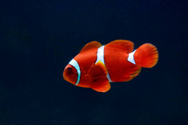istock Maroon Clownfish isolated in aquarium- (Premnas biaculeatus) 1743225941