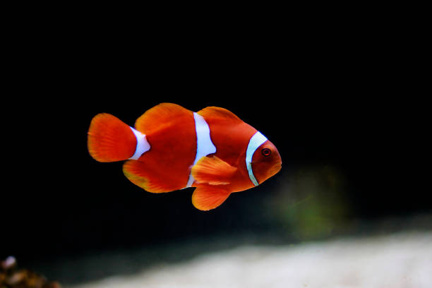 istock Maroon Clownfish isolated in aquarium- (Premnas biaculeatus) 1743225944