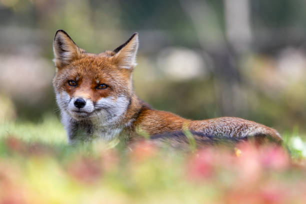 istock Red fox in autumn shades 1743237693