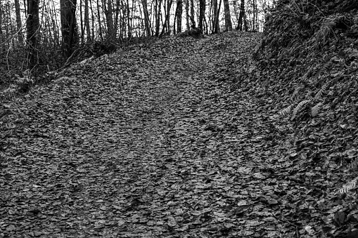 forest path in black and white. autumn forest background in black and white. forest path covered with tree leaves