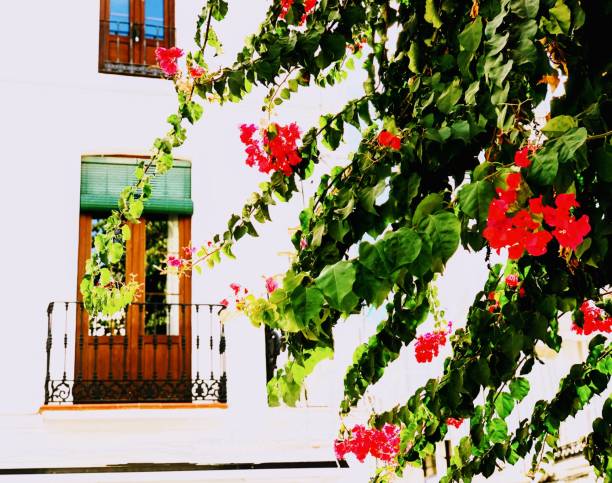 istock Red Bougainvillea Draped Juliette Balcony 1743241353