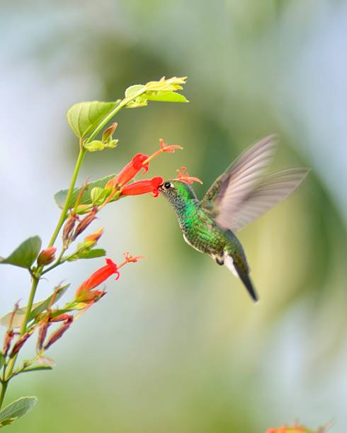 istock Pantanal Glittering-throated Emerald Feeding 174324380
