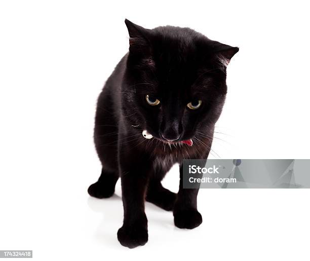 Black Cat Stock Photo - Download Image Now - Animal, Black Color, Cut Out