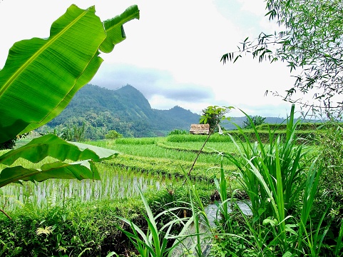 Horizontal landscape photo of rice plant seedlings planted in rows in flooded rice paddies in terraced fields. Lush green rice plants, a farmer’s hut, tropical forest and mountains in the background.
