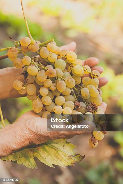 Hands With Grape Stock Photo - Download Image Now - Activity, Bunch, Care