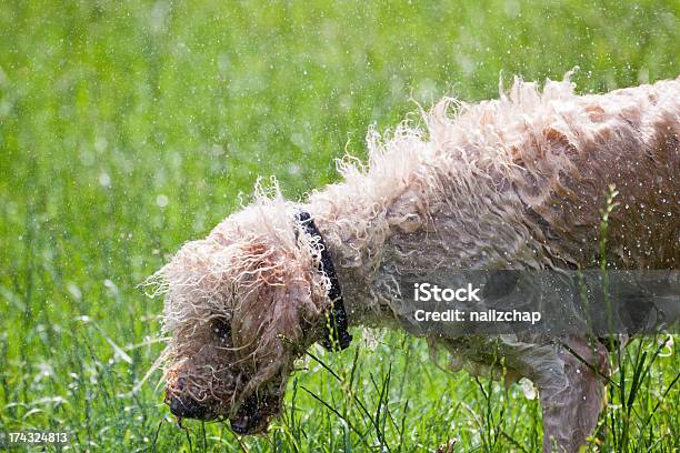 Foto de Labradoodle Agitar A Seco e mais fotos de stock de Animal - Animal, Animal de estimação, Animal doméstico