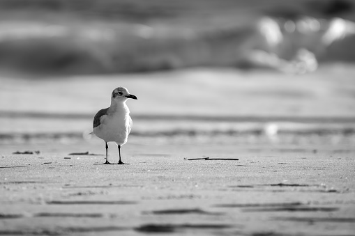 Seagullon the beach at dawn. Monochrome image.