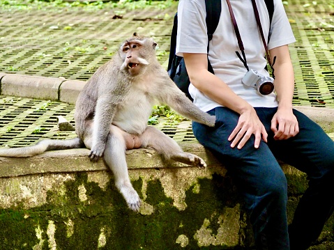 Horizontal closeup photo of a male Balinese Macaque monkey sitting on a low stone wall  with its hand in the trouser pocket of a young male tourist sitting next to it in the Sacred Monkey Forest in Ubud Bali.