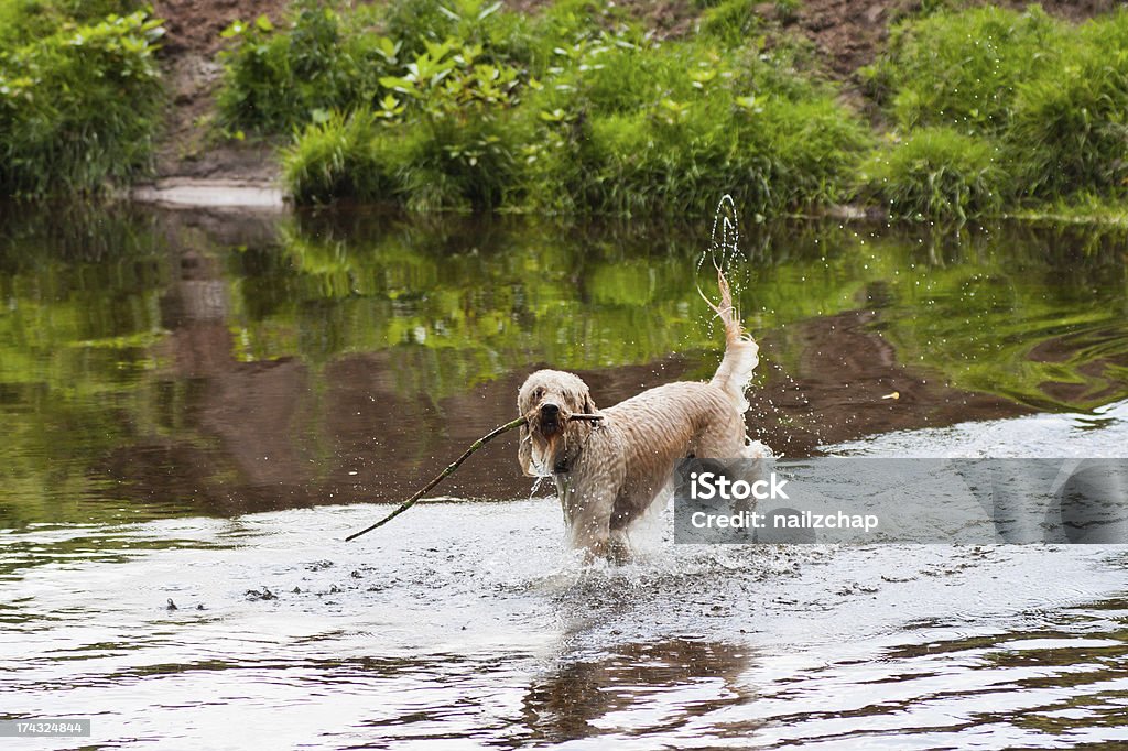 Labradoodle jugando en río - Foto de stock de Agua libre de derechos