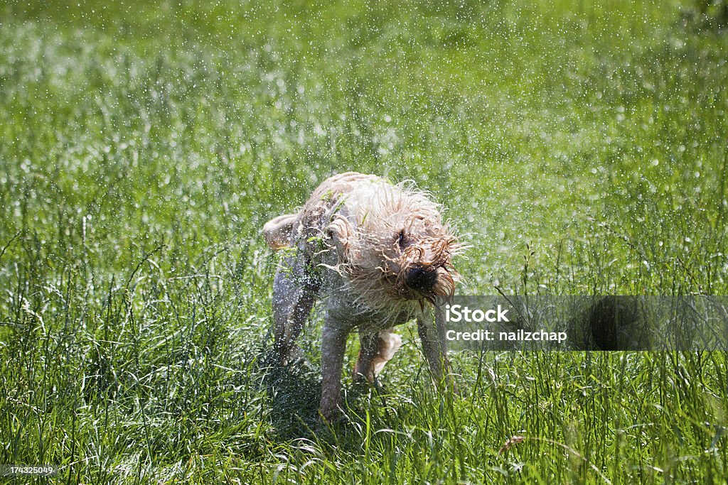 Labradoodle Agitar a seco - Foto de stock de Cão royalty-free