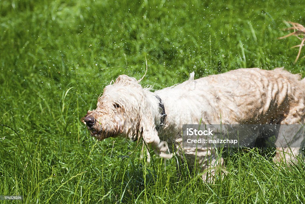 Labradoodle Balançando Seco - Royalty-free Abanar Foto de stock