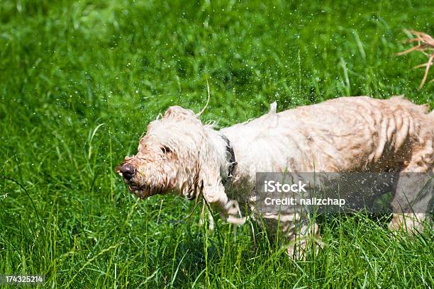 Foto de Labradoodle Agitar A Seco e mais fotos de stock de Animal - Animal, Animal de estimação, Animal doméstico