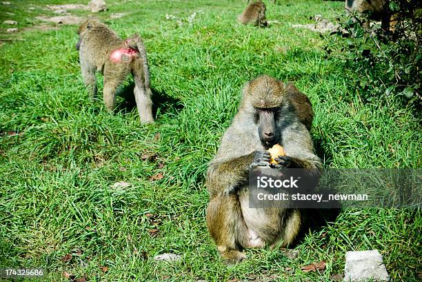 Wild Baboons Stock Photo - Download Image Now - Africa, Animal, Animal Wildlife