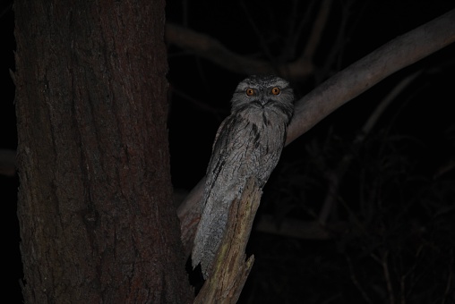 Large predatory tawny frogmouth perching on a eucalypt stump with a black background