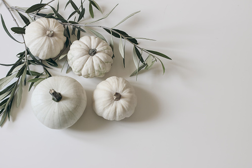 Autumn floral decorative corner, banner with vegetable. White little pumpkins, olive tree leaves and branches isolated on table. Seasonal Thanksgiving, Halloween background, festive natural flat lay,