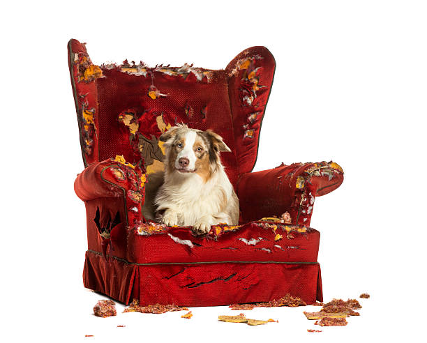 istock Australian Shepherd puppy, lying on a detroyed armchair 174326868