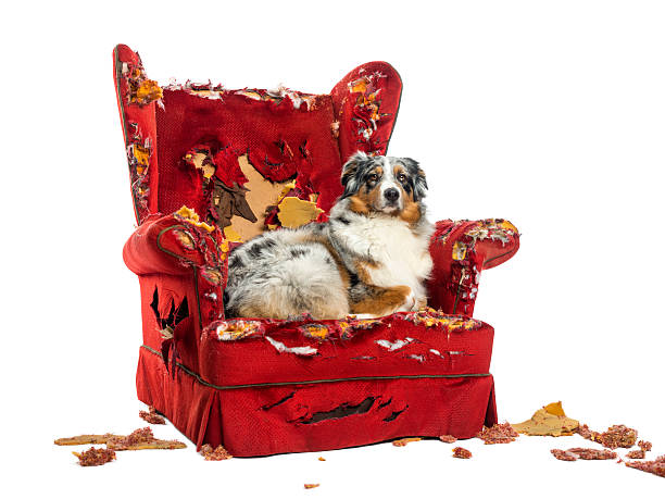 istock Australian Shepherd lying on a detroyed armchair 174326903