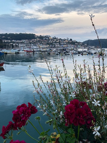Beautiful view of flowers in Dartmouth