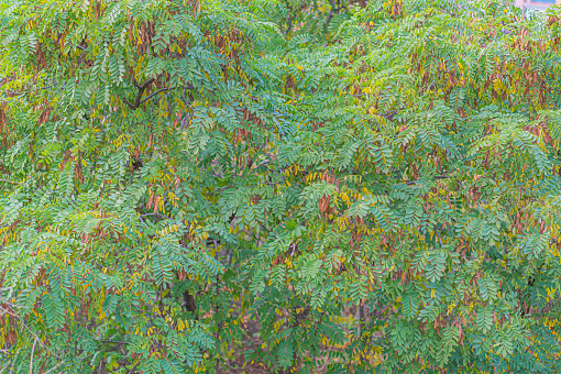 Green Leaves Background. Green leaf acacia texture. Leaf texture background. Acacia leaf for natural background. acacia leaf texture in the vicinity