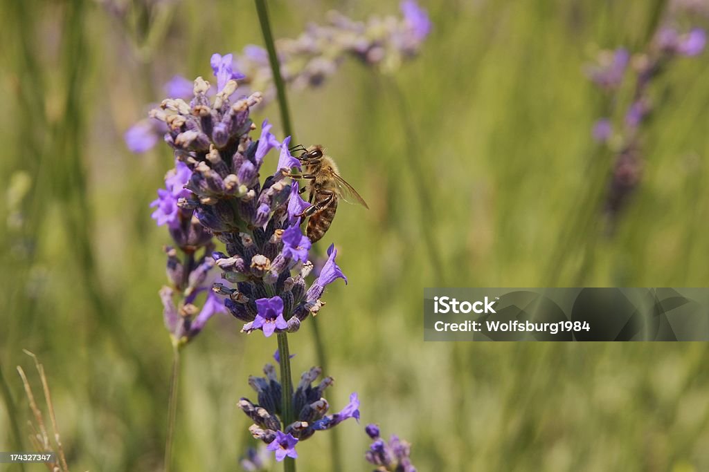 Púrpura lavander con abeja - Foto de stock de Abeja libre de derechos