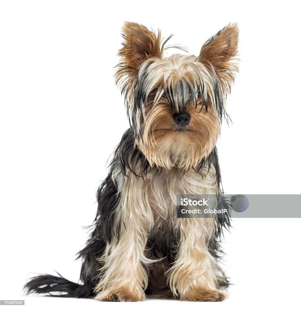 Blind Yorkshire sitting, facing, isolated on white Animal Stock Photo