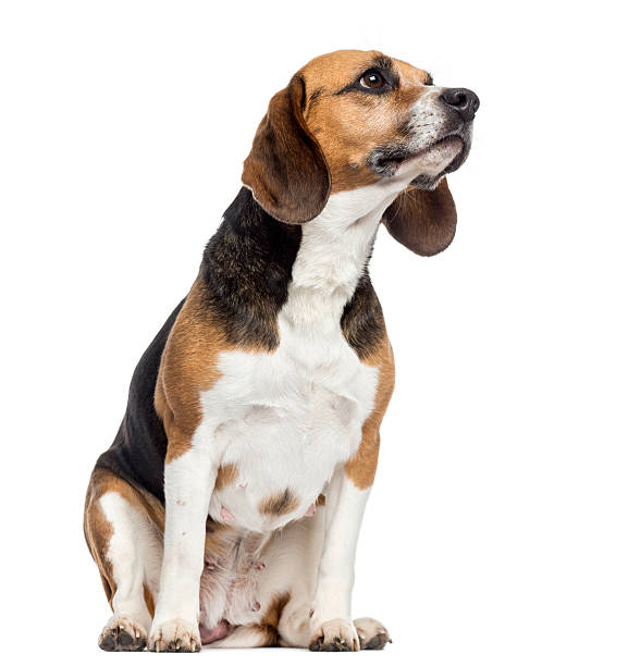 istock Beagle sitting, looking away, isolated on white 174327601