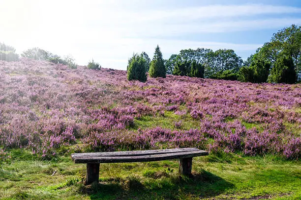 bench on a hill with sunlight and blue sky in  Lueneburg Heath