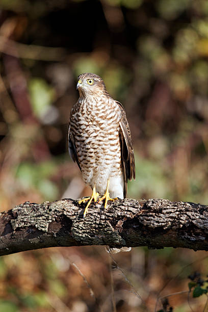 istock Sparrowhawk, Accipiter nisus 174327751