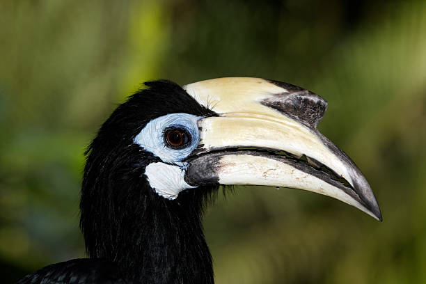 istock Southern  Asian Pied-hornbill, Anthracoceros alb 174327759
