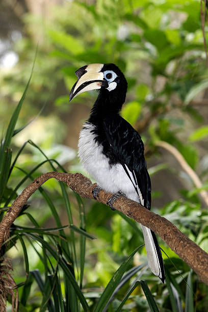 istock Southern  Asian Pied-hornbill, Anthracoceros alb 174327765