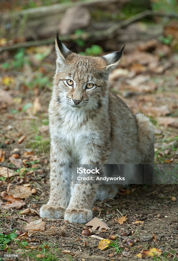 Junge Eurasischer Luchs im Herbst - Lizenzfrei Blatt - Pflanzenbestandteile Stock-Foto