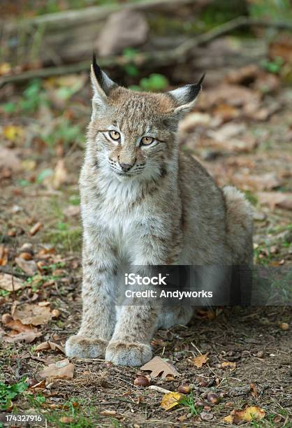 Junge Eurasischer Luchs Im Herbst Stockfoto und mehr Bilder von Blatt - Pflanzenbestandteile - Blatt - Pflanzenbestandteile, Eichel - Pflanzensamen, Einzelnes Tier