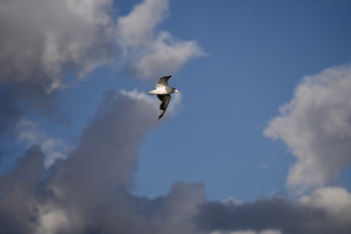 Mediterranean Gull in a summer sky.