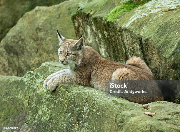 Junge Eurasischer Luchs Sich Auf Eine Rock Stockfoto und mehr Bilder von Entspannung - Entspannung, Rotluchs, Einzelnes Tier