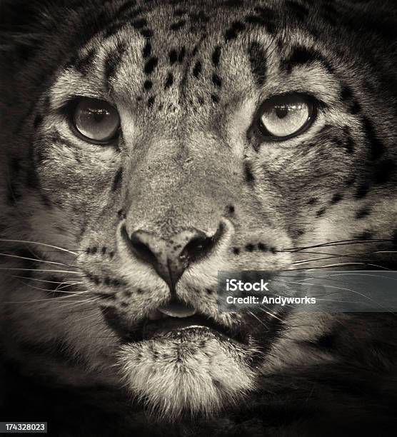 Snow Leopard Nahaufnahme Stockfoto und mehr Bilder von Schneeleopard - Schneeleopard, Bedrohte Tierart, Fotografie