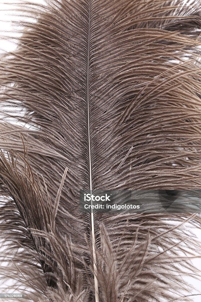 Marrón feathers - Foto de stock de Abstracto libre de derechos