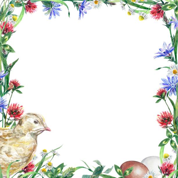 Square frame of wildflowers, chicken and eggs. Watercolor illustration on an Easter theme isolated on a white background. Greeting cards, invitations. Square frame of wildflowers, chicken and eggs. Watercolor illustration on an Easter theme isolated on a white background. Design element for greeting cards, invitations, covers. birthday and invitation card animal background with chicken stock illustrations