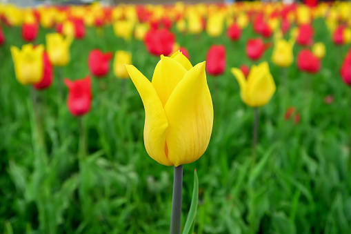 the yellow tulip blooming in the garden.