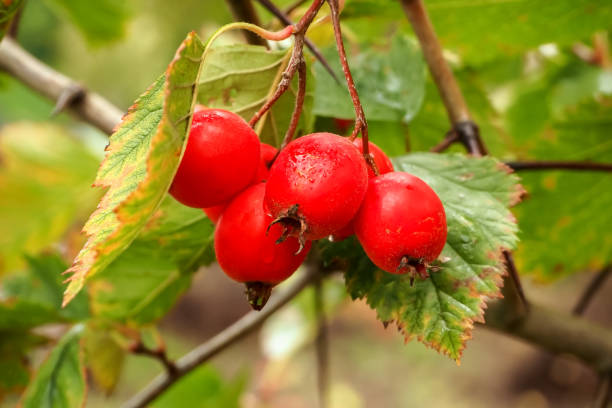 熟した赤いサンザシの果実はサンザシの茂みに生えています。医療用ベリーと植物の栽培コンセプト - hawthorn berry fruit common fruit ストックフォトと画像