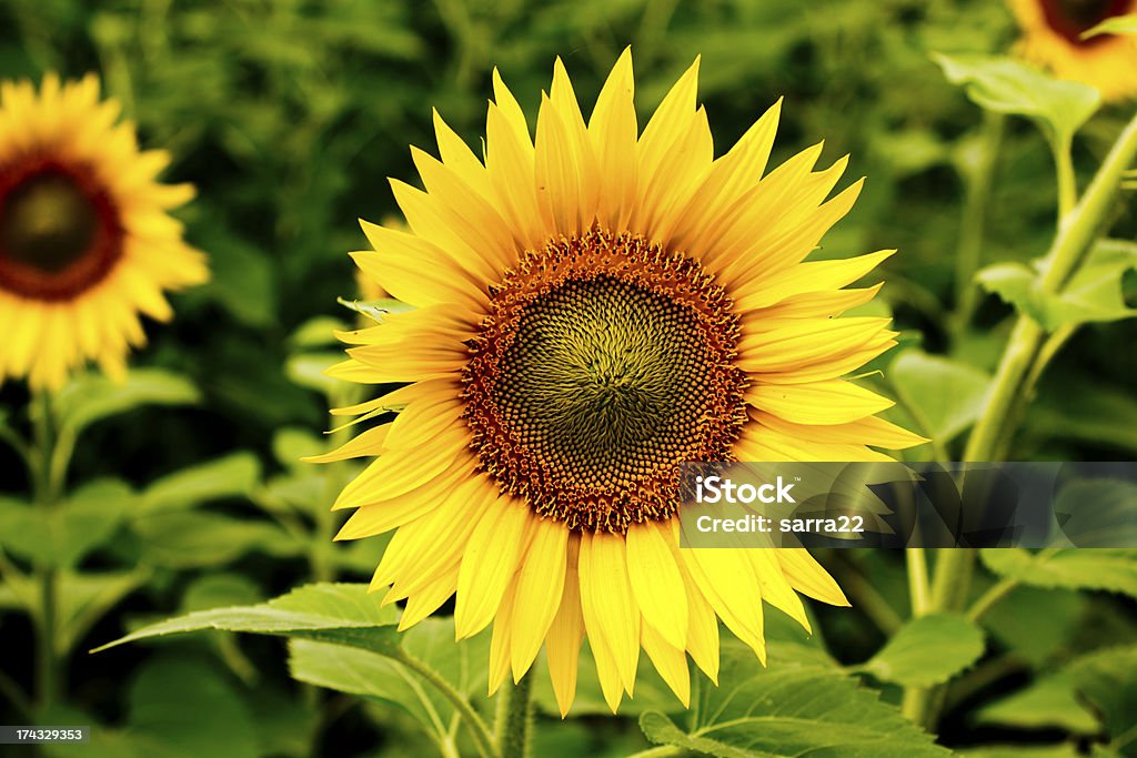 Sonnenblume-Feld - Lizenzfrei Baumblüte Stock-Foto