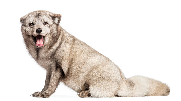 Arctic fox, Vulpes lagopus, sitting, panting, isolated on white Arctic fox, Vulpes lagopus, also known as the white fox, polar fox or snow fox, sitting, panting, isolated on white white fox stock pictures, royalty-free photos & images