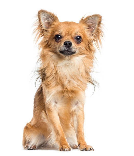 istock Chihuahua sitting, isolated on white 174329568
